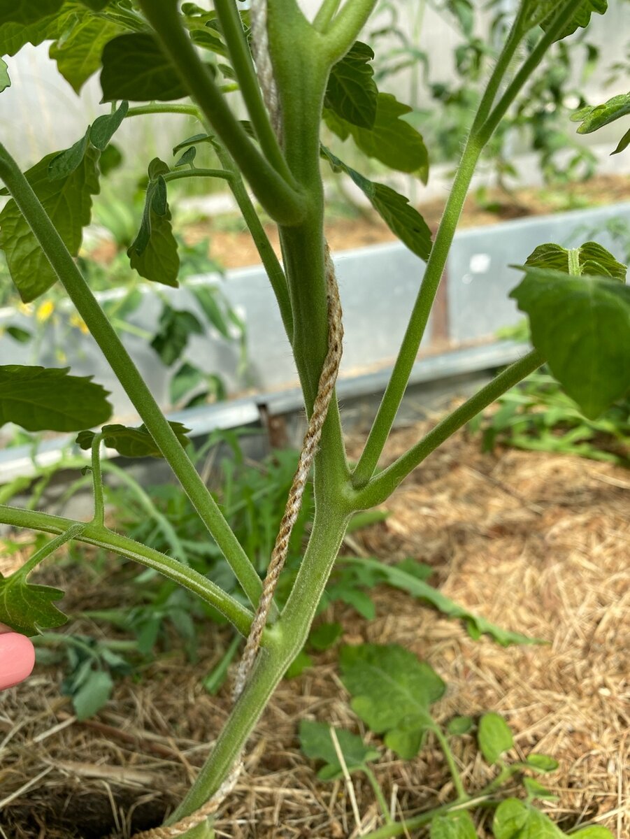 Пасынки у томатов