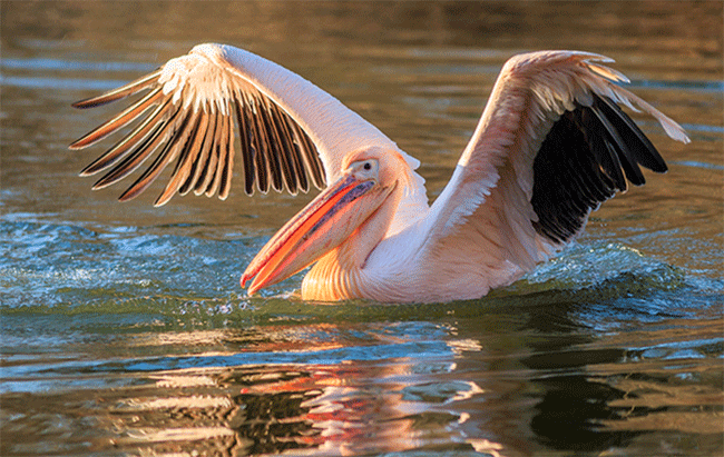 Розовый пеликан