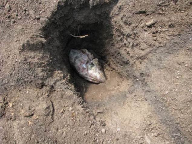 Удобряем рыбьими головами.