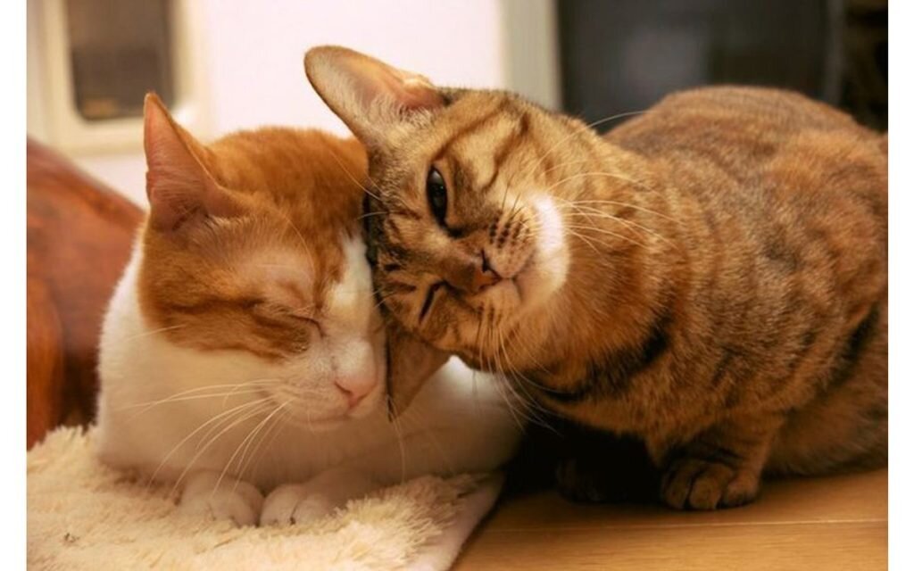 Кошка трется об кота, тем самым выражает свои чувства.  Источник фото : https://clck.ru/rrFeK 