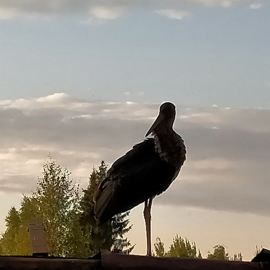 Черный аист