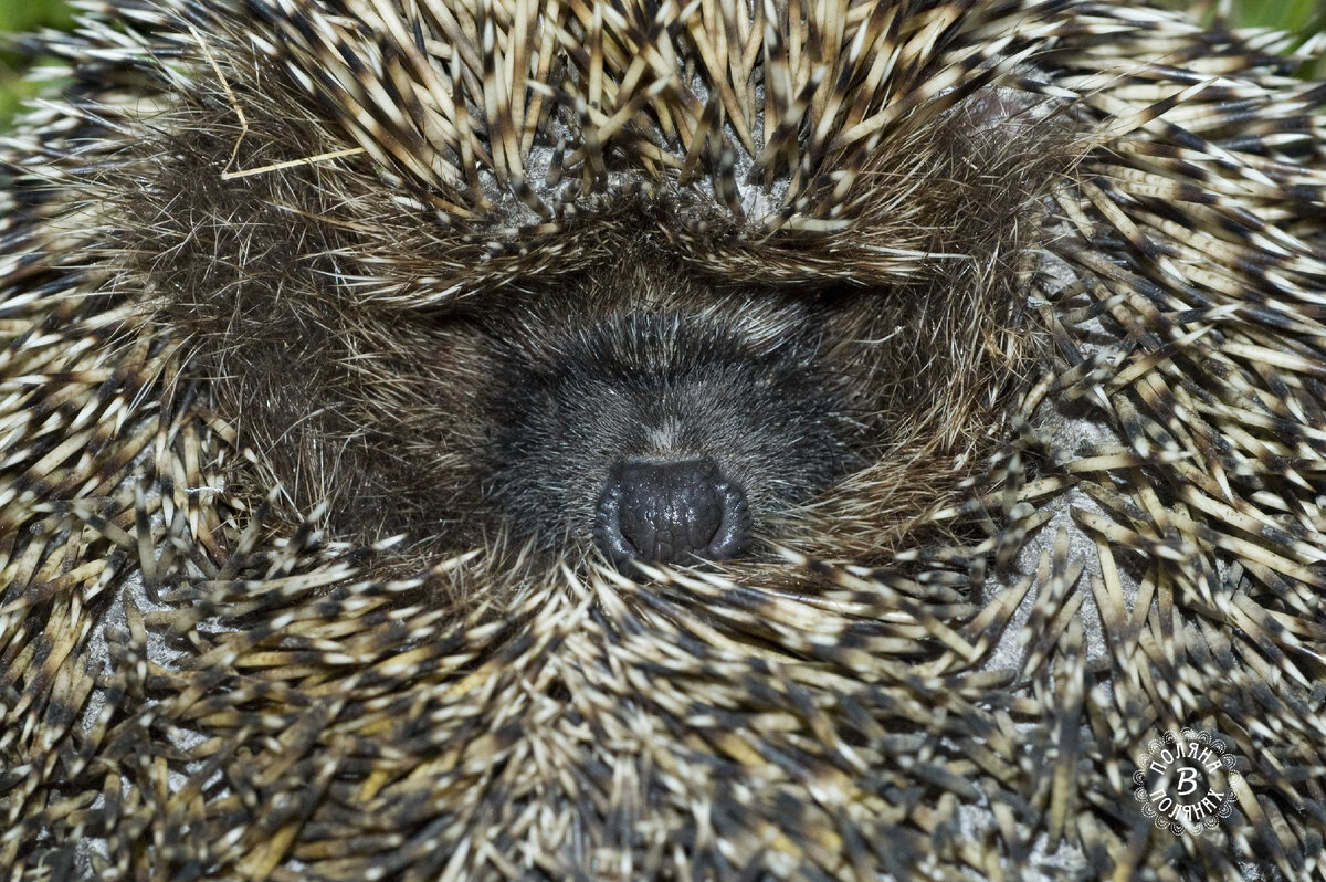 И глаза закрыл)). Раз не вижу, значит нет меня)))