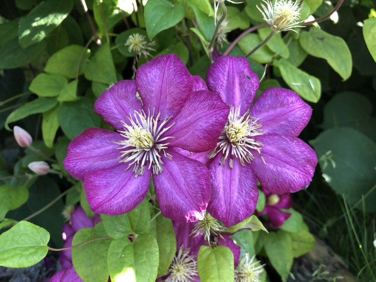 Клематис Виль де Лион 