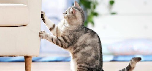 Как отучить кота лазить по шторам и царапать мебель? Советы, которые  сработают точно. | Кошки Дмитрия Куклачева | Дзен