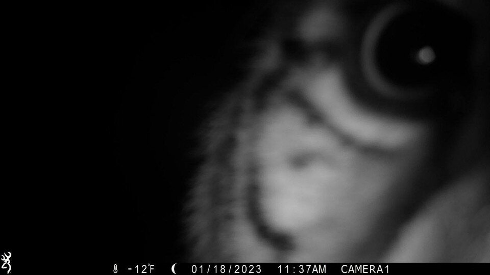     Хищник уничтожил две камеры  Дальневосточный филиал центра "Амурский тигр"