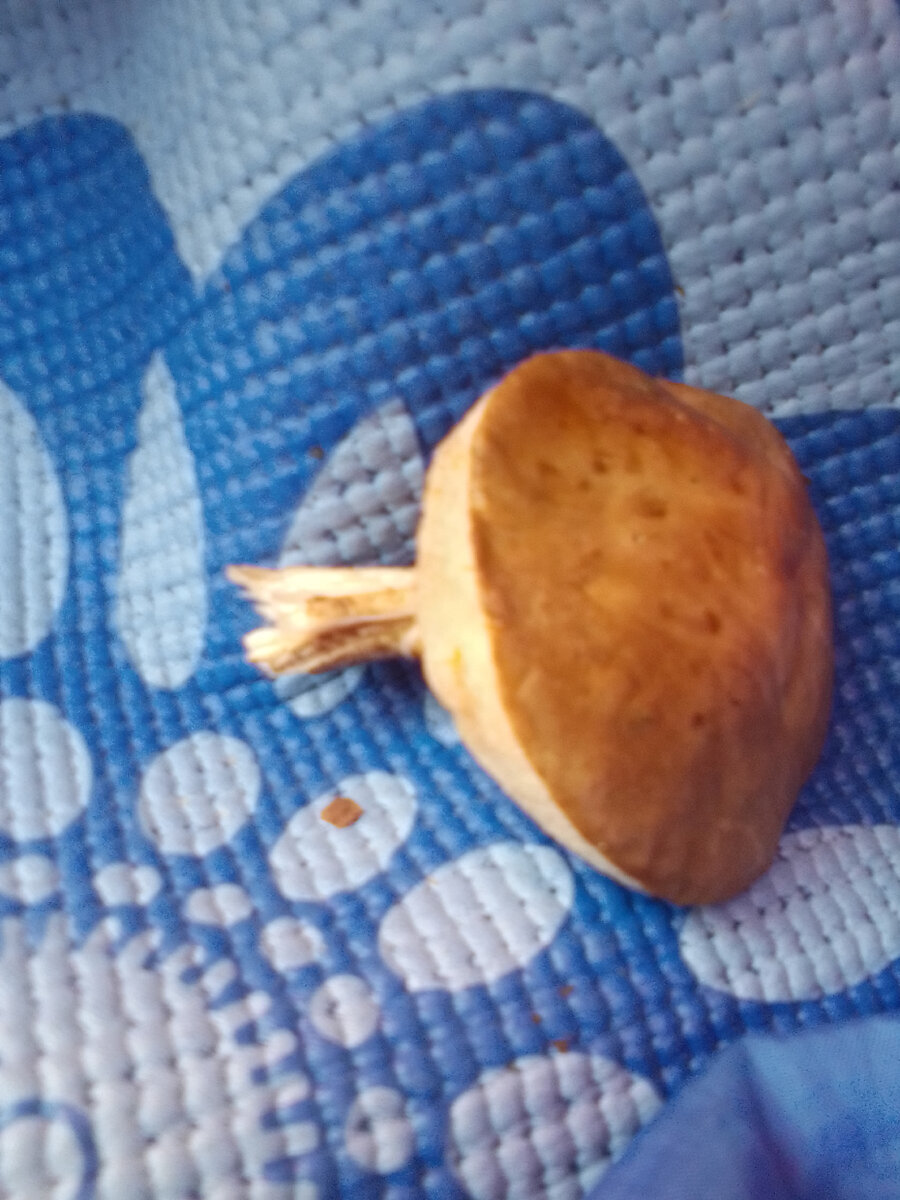 Гриб один. Сколько насобирала Ира,я не заметил,но точно больше двух.