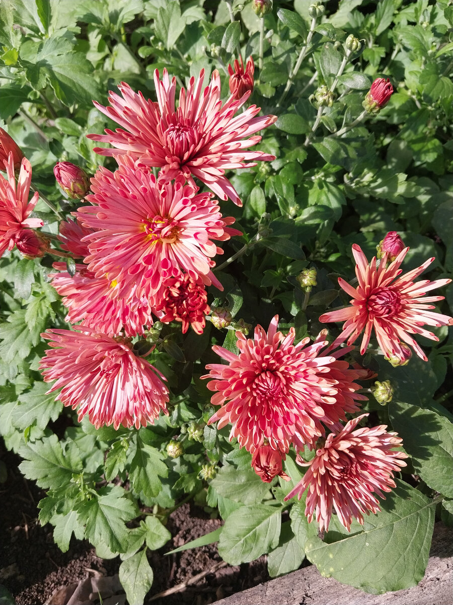 Многолетняя культура