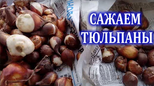 Когда и как я сажаю тюльпаны