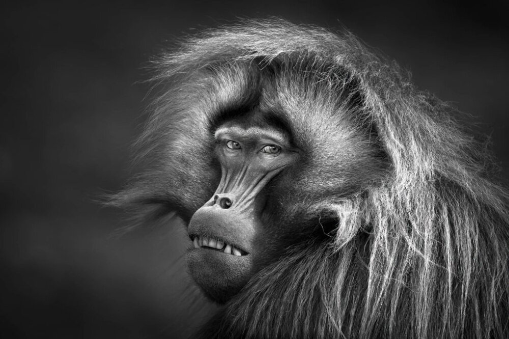 Абсолютный победитель конкурса Black and White Photo Awards 2023Фото: © Patrice Quillard