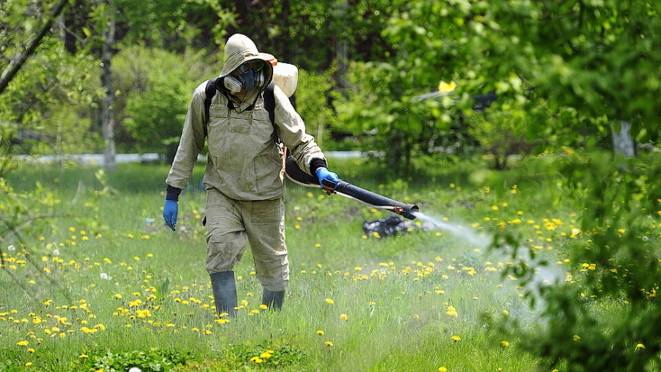 Обработка лесов с авиации очень дорогая, поэтому обрабатывают только городские парки