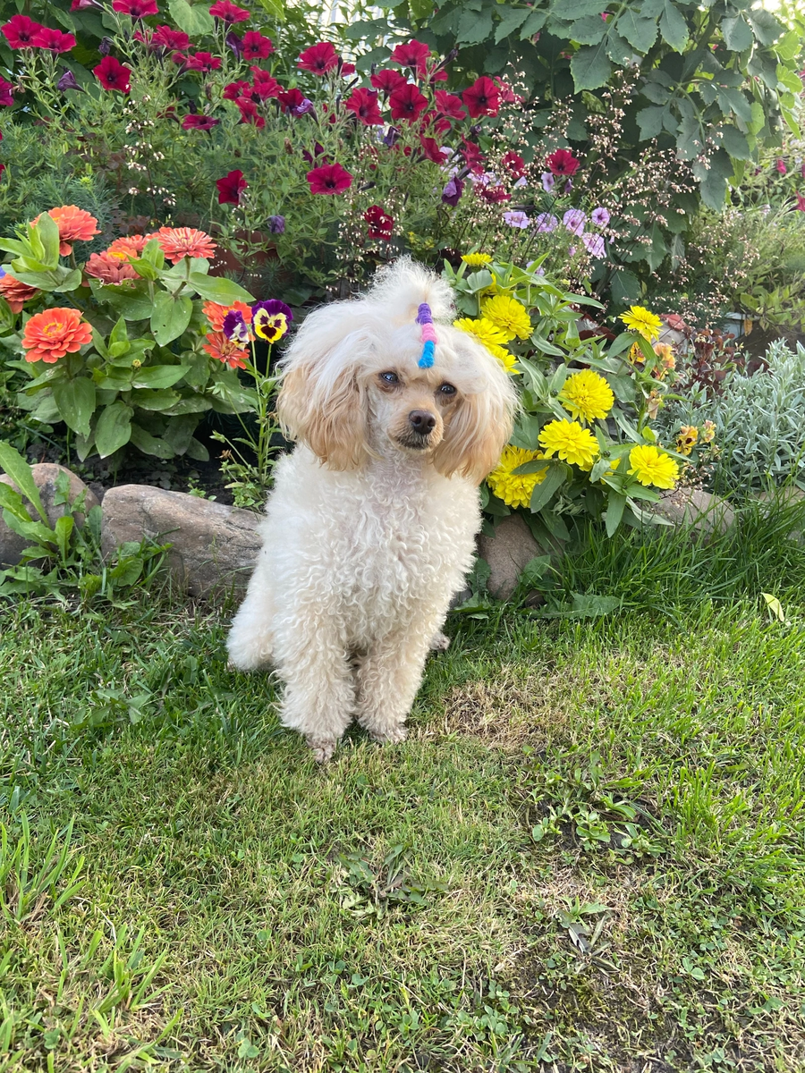 “Вот я  и встретила свой третий день рождения! Да-да,  совсем я уже взрослая!” Фото из личного архива автора.