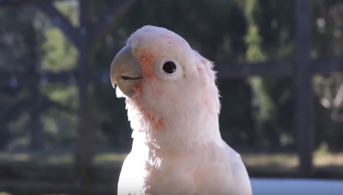 Какаду Гоффина - небольшой попугай, обитающий на некоторых островах Индонезии