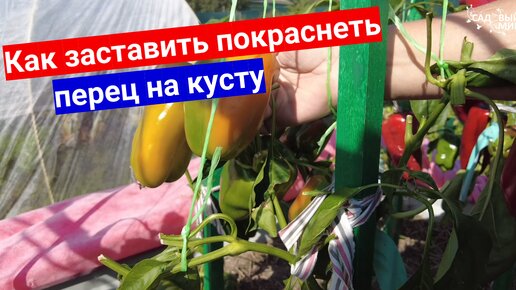 Давно пора снимать перцы, а они так и висят зеленые? 5 правила как заставить покраснеть сладкие перцы на кусту.