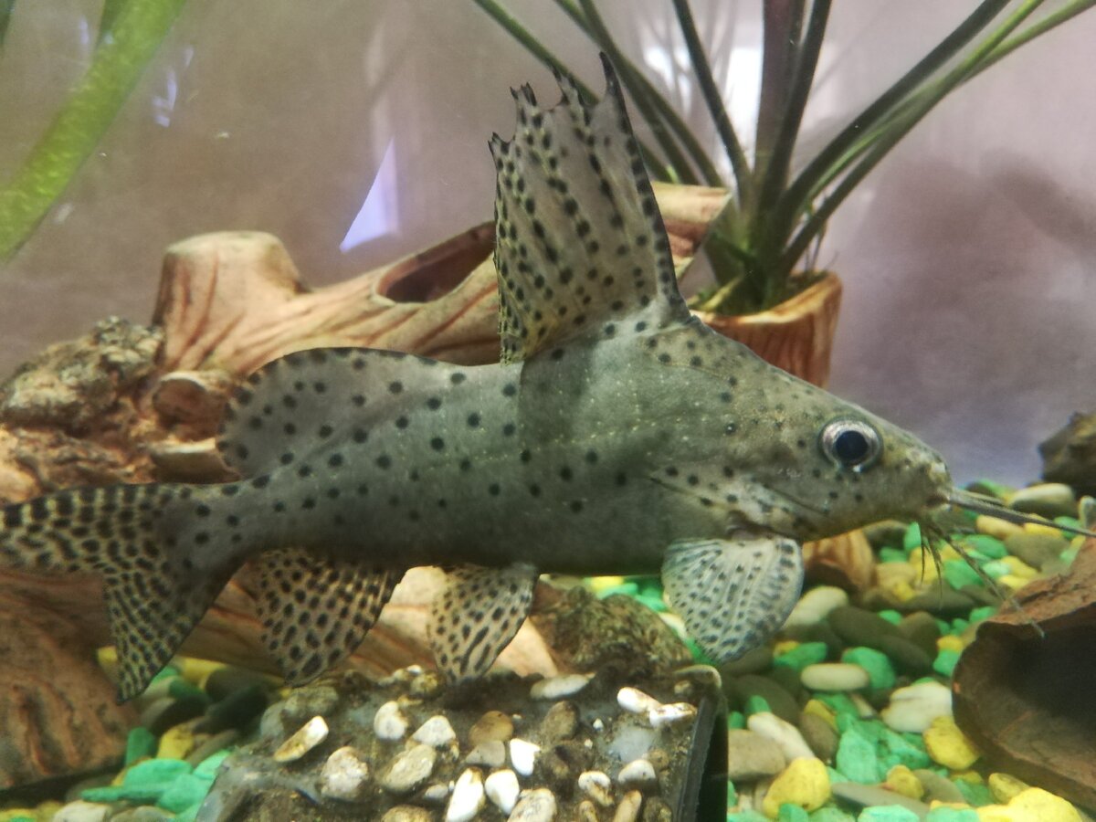 Сом Синодонтис (перевёртышь)