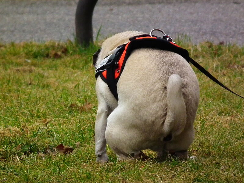 Подробнее о фотографии: https://commons.wikimedia.org/wiki/File:Mops_kann_nicht_lesen_KA_Februar_2012.JPG