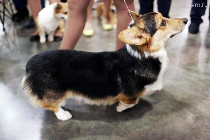 Фото: Анна Иванцова, "Вечерняя Москва"