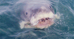  «Проблем было столько, что я вообще забыл, что работаю в кинобизнесе. Мне показалось, что я работаю в Институте океанографии. Съемки «Челюстей» проходили так: четыре часа в день мы снимали, а остальные восемь якорили лодку, боролись с океаном и пытались заставить чучело акулы работать. Чучело так часто ломалось, что мне приходилось вырезать каждый четвертый кадр. Если бы я этого не делал, то все бы увидели, из чего эта акула сделана, как по-настоящему выглядят ее глаза и как она пускает пузыри. Мы еле досняли фильм до конца – перерасход денег был такой, что проект вообще чуть было не закрыли к чертовой матери». 