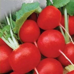 Редис 18 дней Редис Рубин