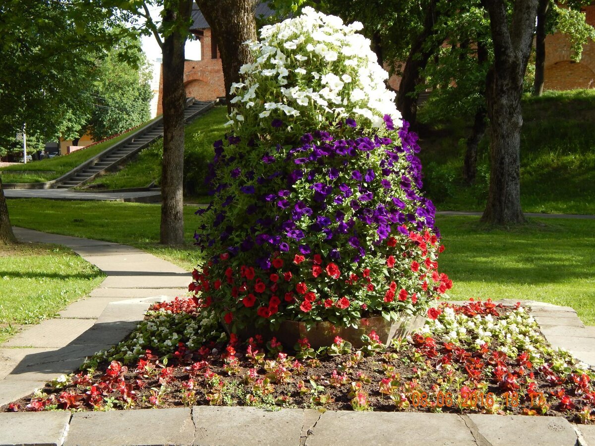 Петуния каскадная на клумбе