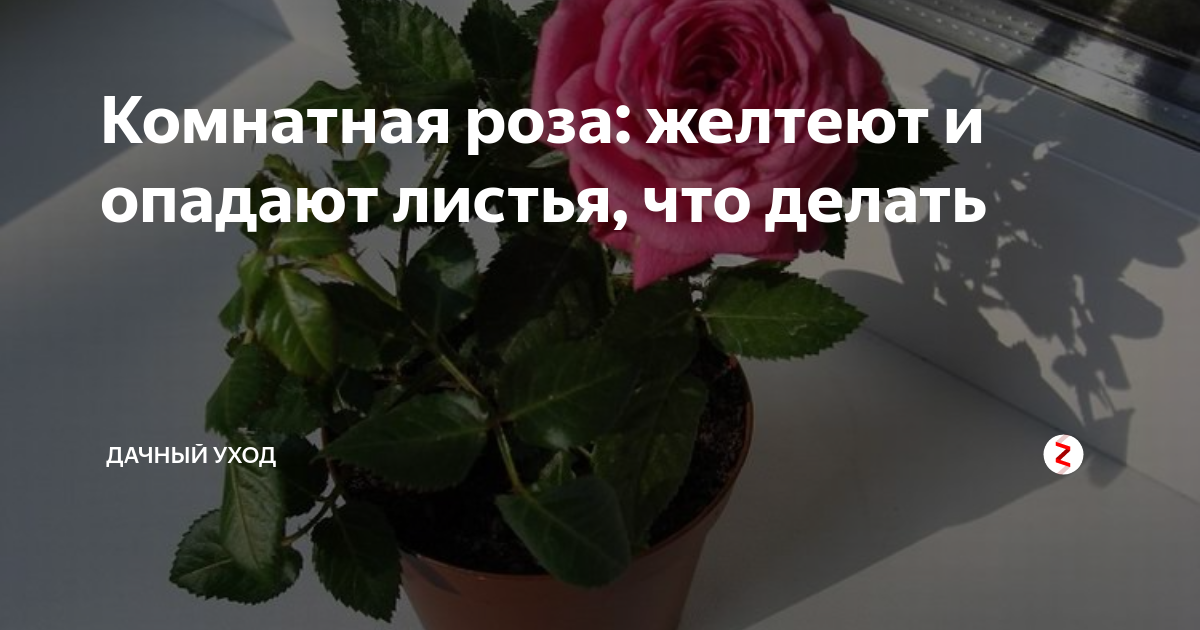 Что делать, если у розы пожелтели и начали опадать листья: ищем причину и спасаем цветок