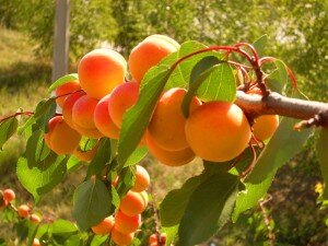 Обычно у многих садоводов возникает один вопрос: каким методом лучше воспользоваться, посадкой из косточки или черенкованием?