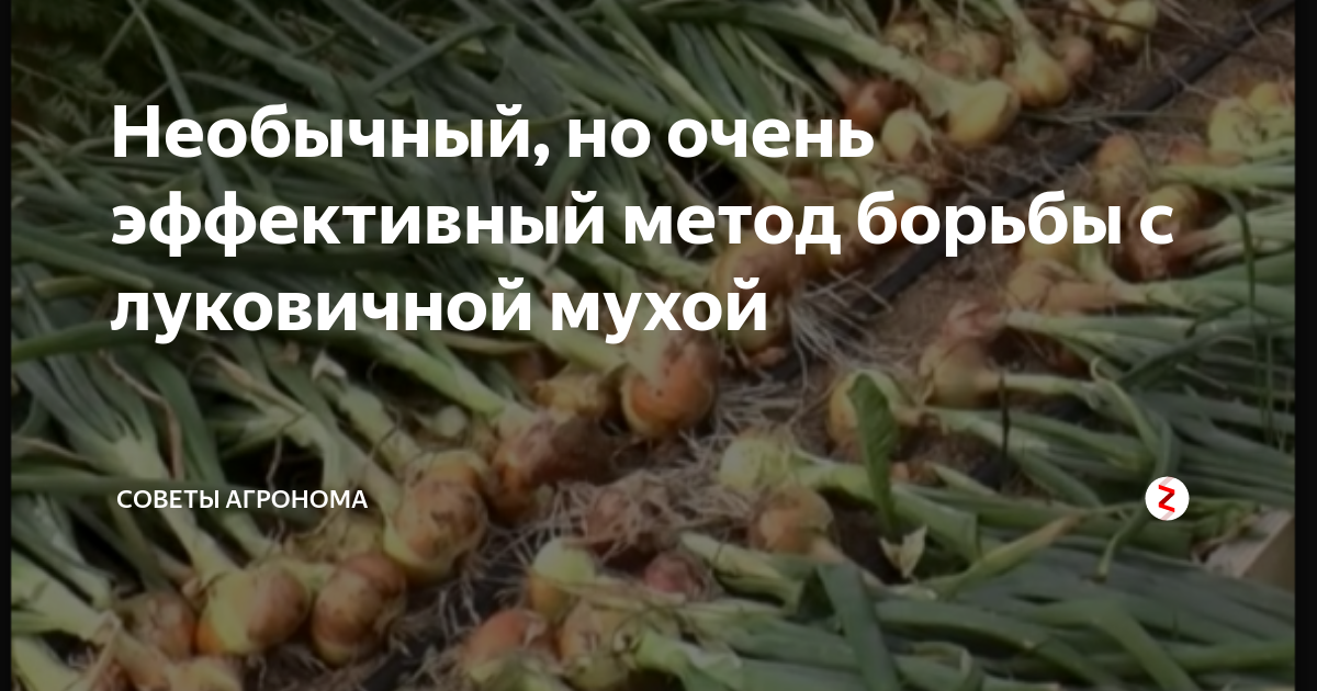 Табу от луковой мухи. Луковая Муха методы борьбы с ней эффективные на грядке. Луковая Муха меры борьбы. Личинки луковой мухи фото. Отрава от луковой мухи.