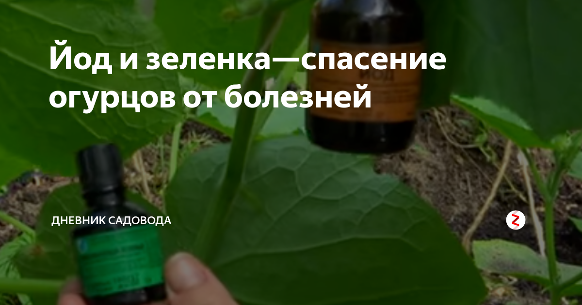 Зеленка для огурцов. Йод и зеленка. Обработка огурцов зеленкой в теплице. Зелёнка для огурцов применение в теплице.