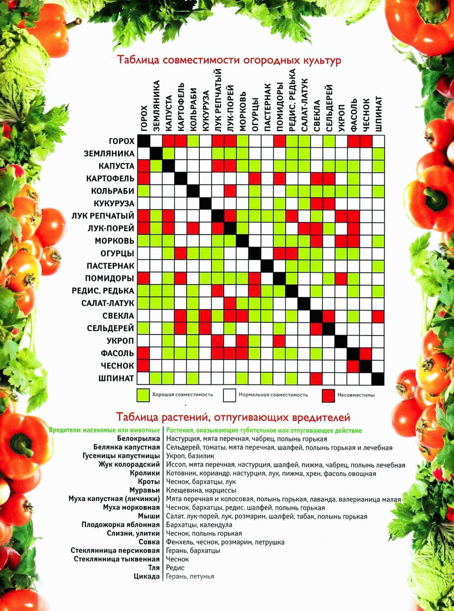 Совместимость на грядке овощных культур и зелени схема посадки