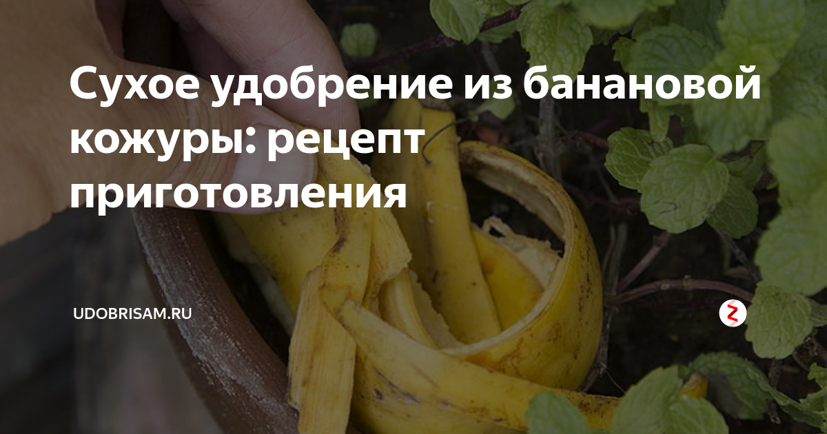 Подкормка рассады банановой кожурой рецепт. Удобрение из банановой кожуры. Настой из кожуры банана для полива цветов. Удобрение из банановой кожуры для комнатных растений. Банановая кожура для рассады.