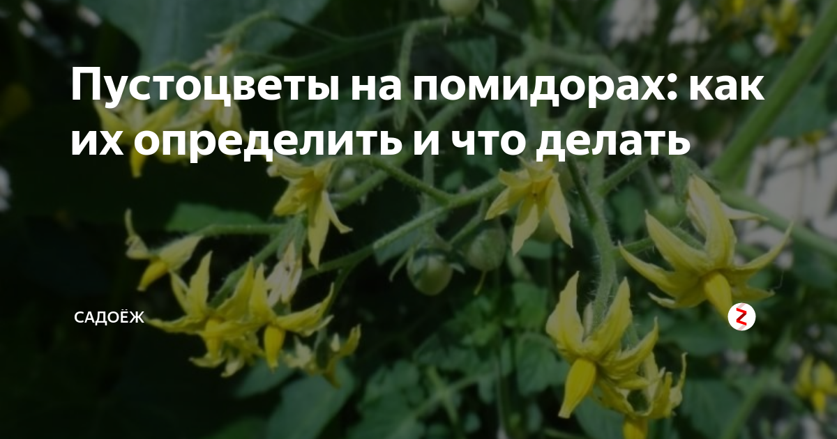 Слушать пустоцвет