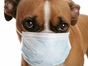 Может ли «собачий грипп» стать следующей пандемией?Возможно, мы захотим подготовиться к вспышке заболевания собачьим гриппом.ПРОЧИТАЙ СЕЙЧАС
