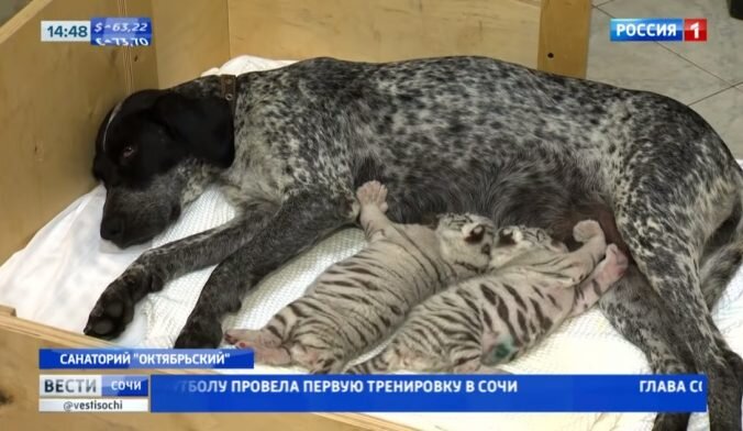 Скриншот/vestisochi/youtube.com