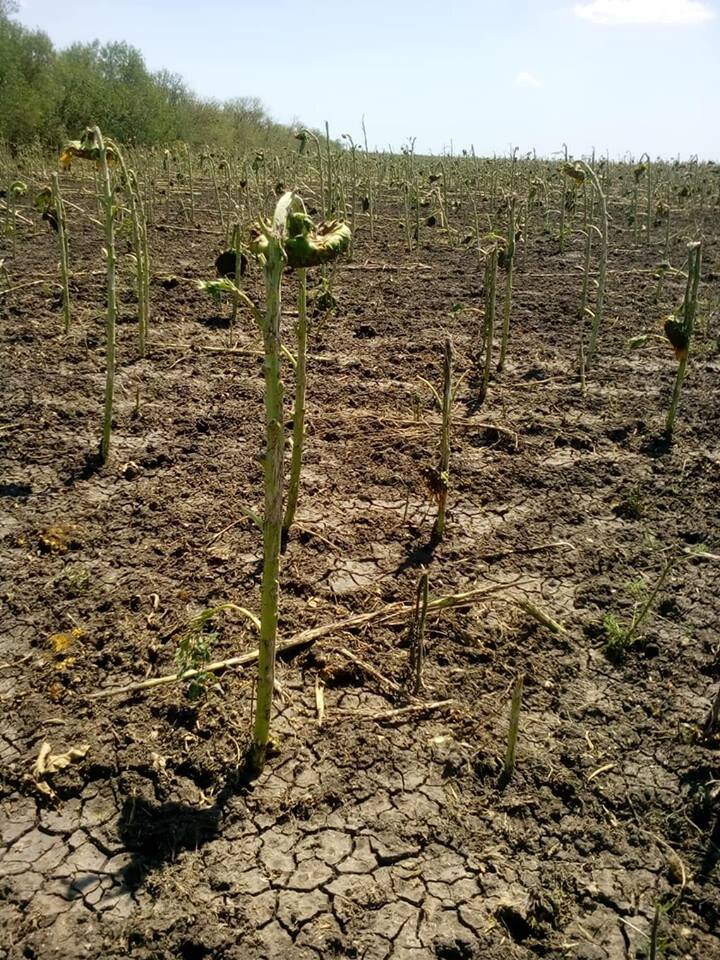фото: Елена Мирославская