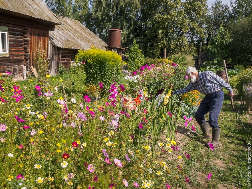  Главный садовник придирчиво осматривает сортовые гладиолусы. 