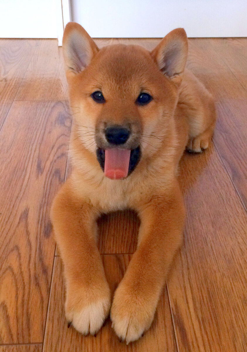 Щенок сиба-ину