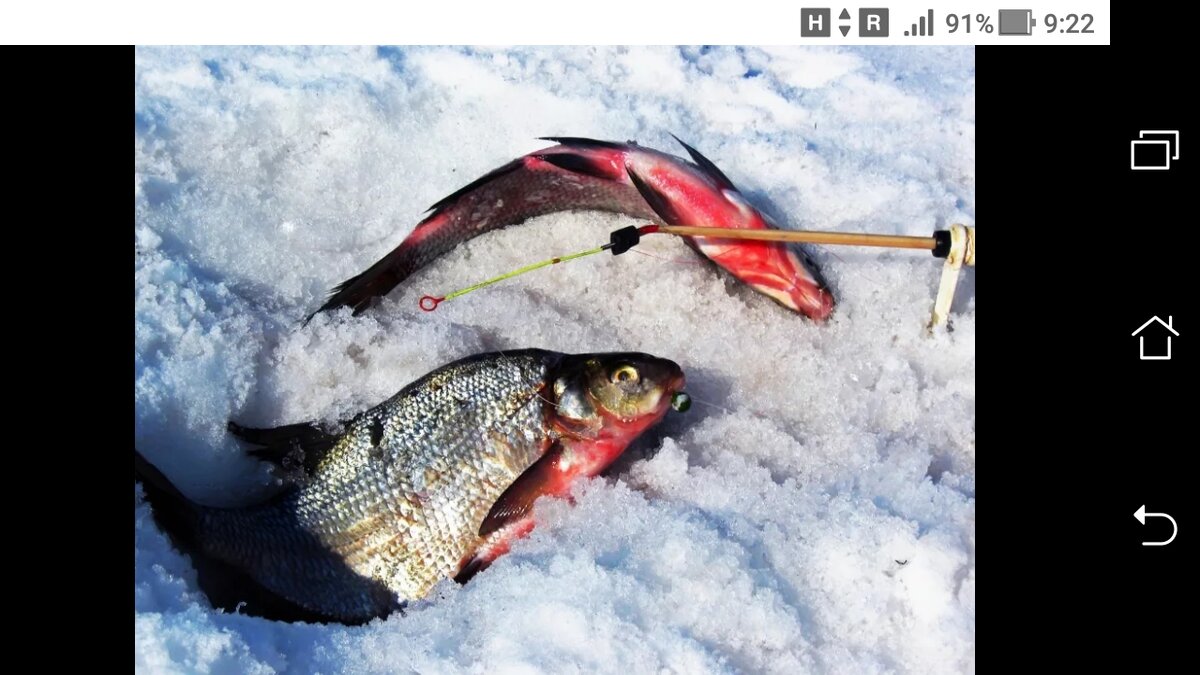 Фото зимнего леща на льду 