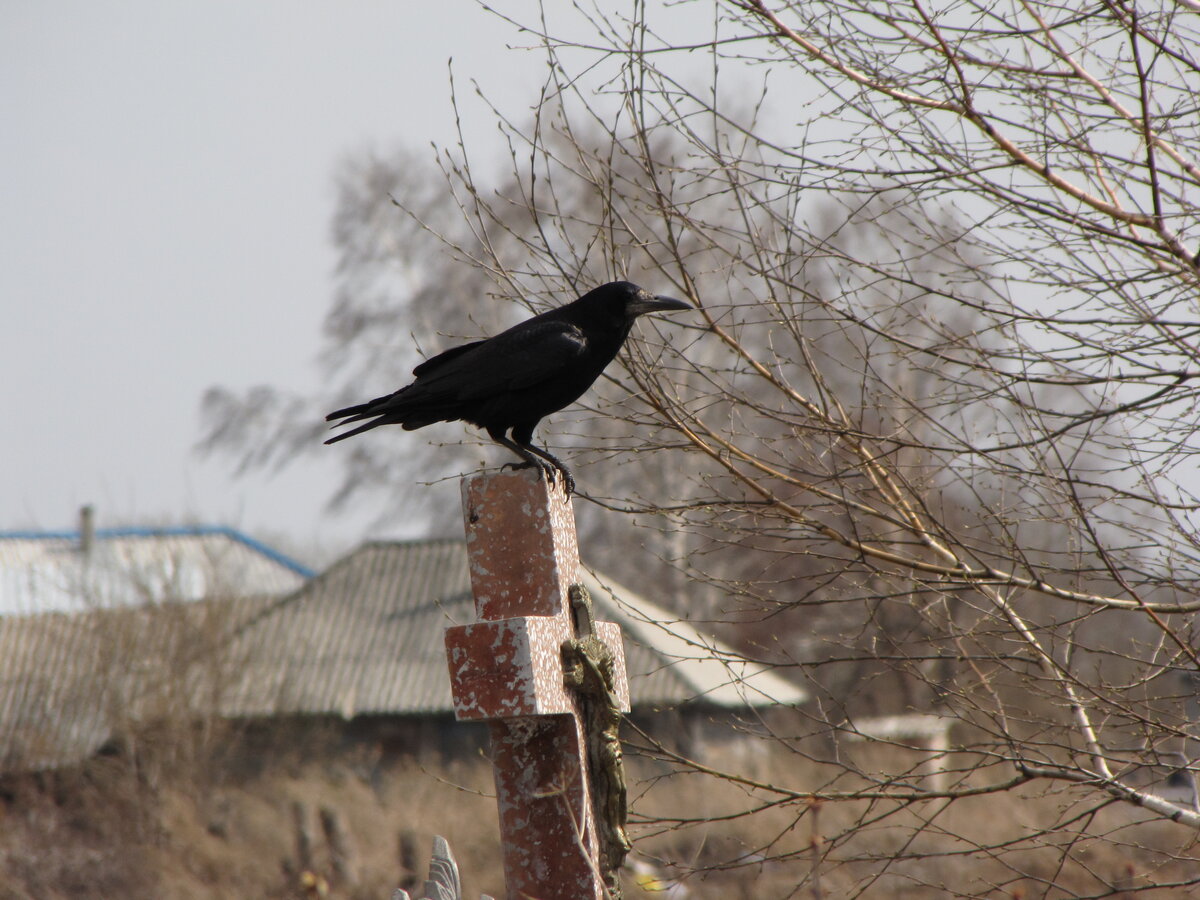 Местный поминальщик.  Конфетки разворачивает за пять секунд.