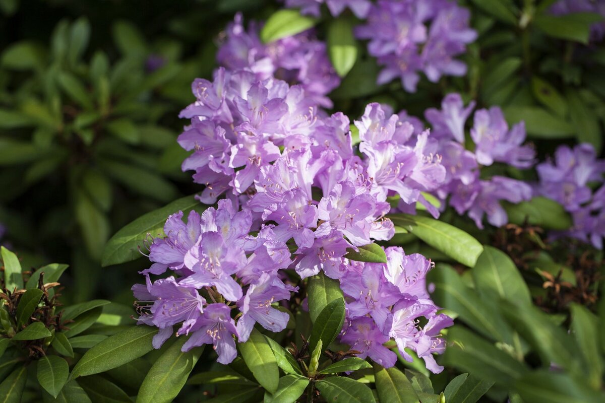 Цветение рододендрона