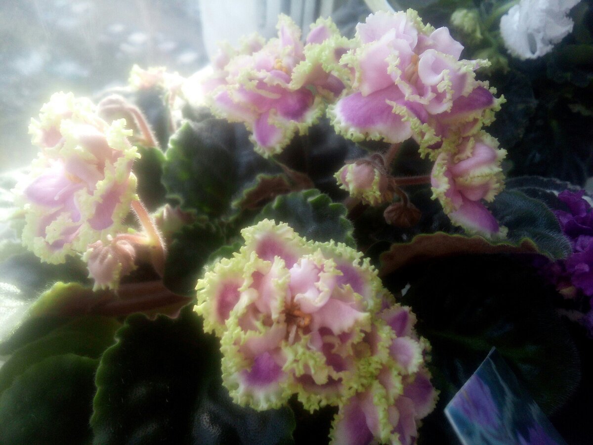 "Зима Улыбается" Б.Макуни