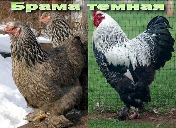 Царица птичьего двора — Тёмная Брама