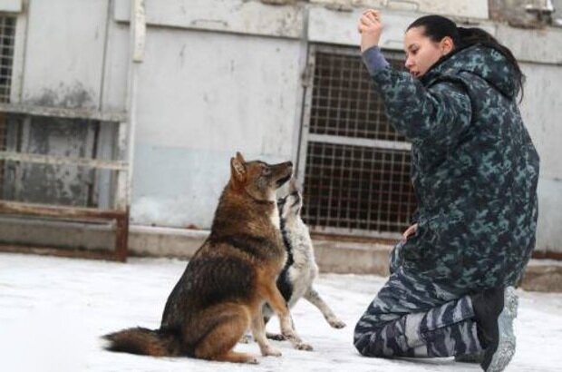 Шалайка. фото: Pets2.me