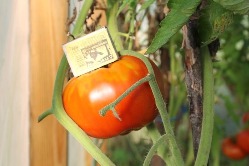 наши помидоры