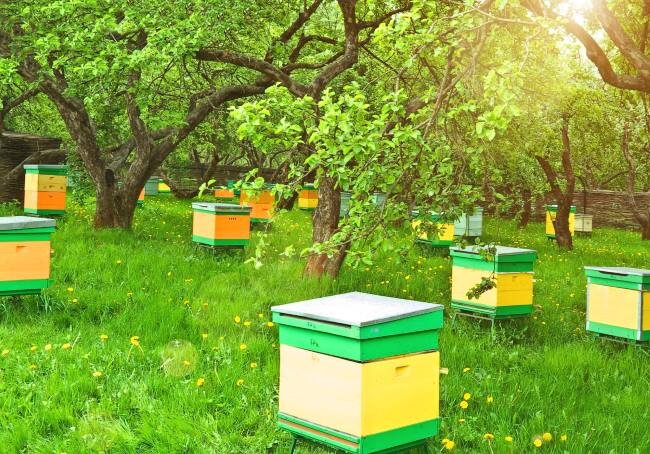 Уход за пчелами в разные сезоны года ➤ Интернет-магазин Vashapasika