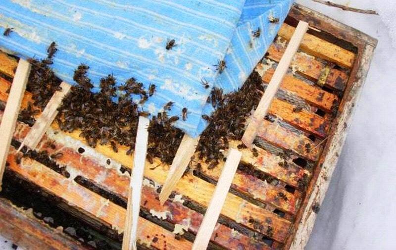 Строительство пчелиного улья своими руками