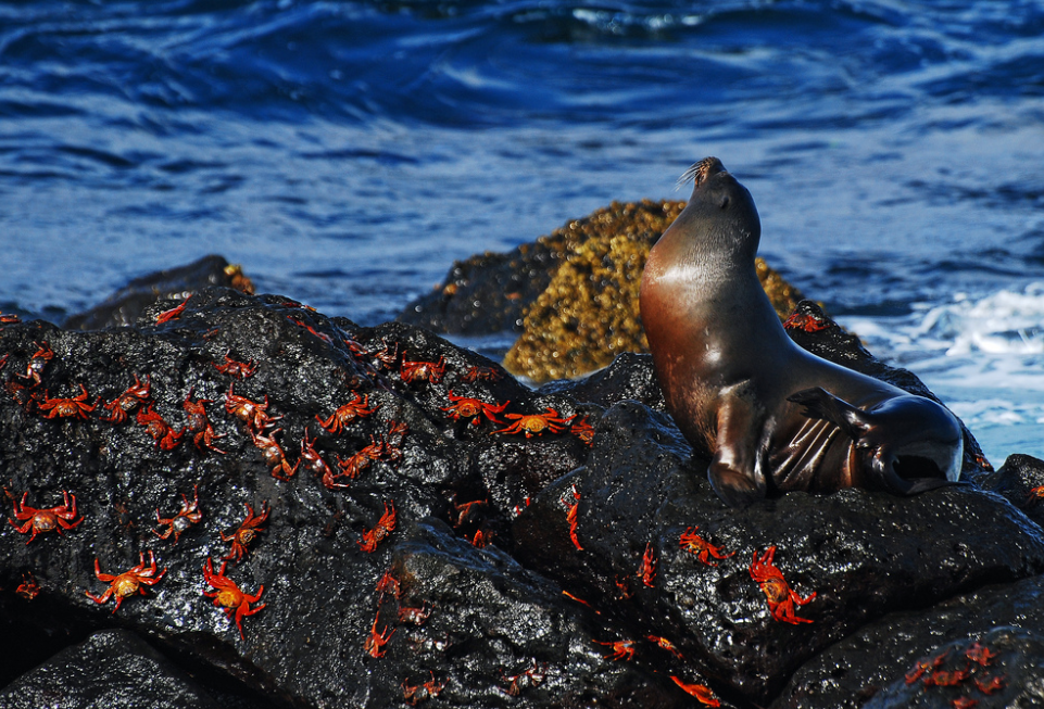 Тюлень на Галапагосах греется на вулканической породе. Фото с сайта flickr.com