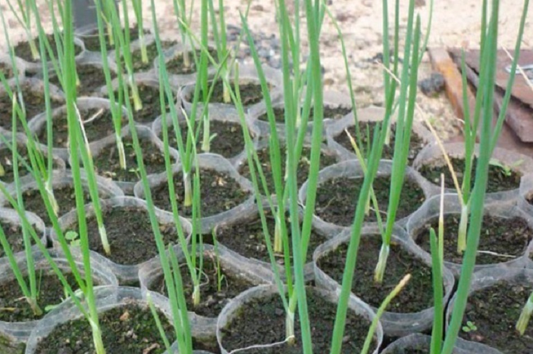 лук через рассаду эксибишен семена. лук эксибишен. хризантема эксибишен. лук эксибишен рассада. лук через рассаду эксибишен семена.