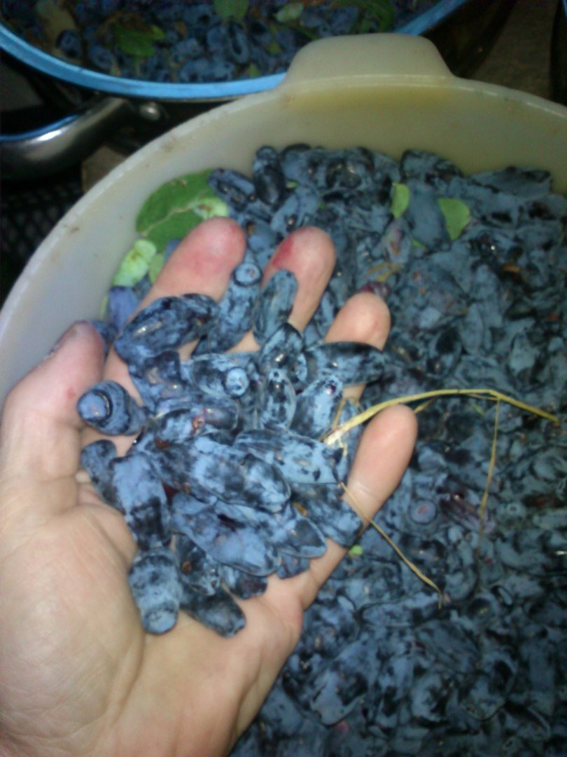 Сорт Бакчарский юбилейный (рука моя)))