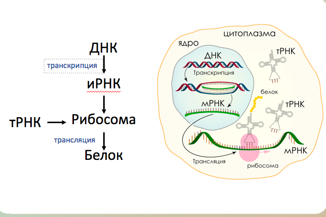 Схема транскрипции синтеза белка. Схема биосинтеза белка ДНК. Синтез белка 9 класс биология. Этапы трансляции биосинтеза белка схема.