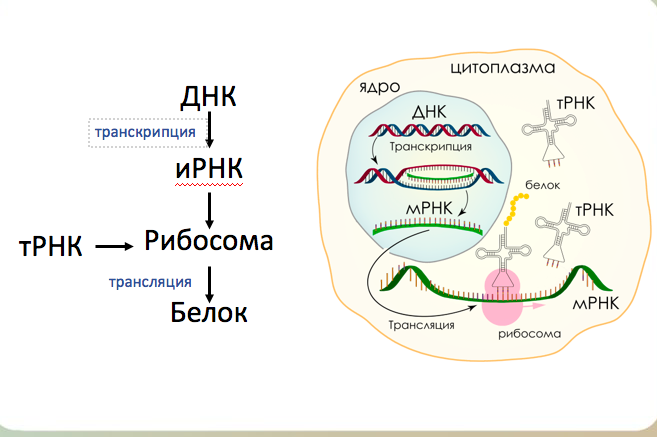 Биосинтез белков днк