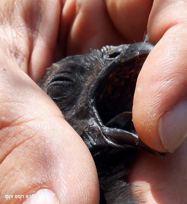 Куры с черным мясом - фото и описание Аям Цемани | Курочка | Дзен